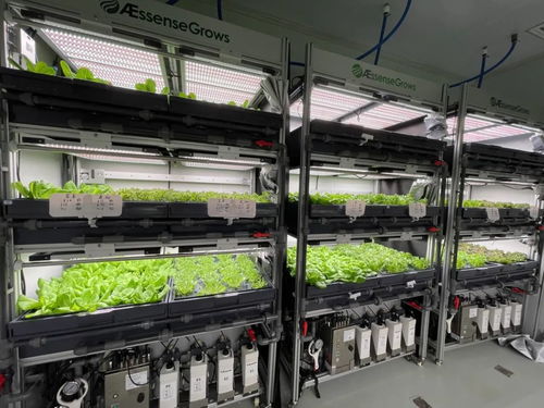 植物工廠生態(tài)鏈 一輕科技集團生物科技菜擺上東來順餐桌